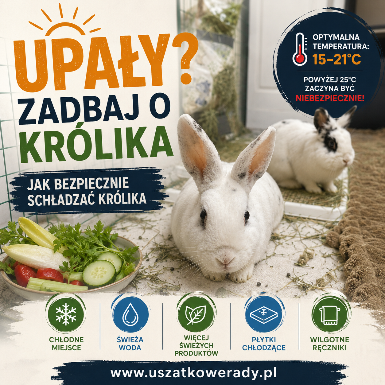 Infografika przedstawiająca dwa króliki oraz najważniejsze zasady bezpiecznego chłodzenia królika podczas upałów. Porady dotyczące optymalnej temperatury, nawodnienia, płytek chłodzących i ochrony przed przegrzaniem.